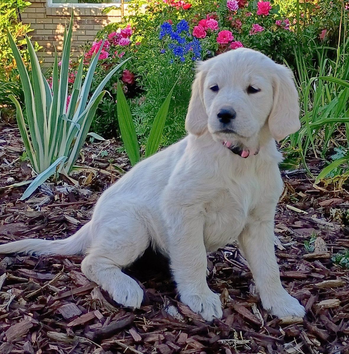 English Cream Golden Retriever Puppies