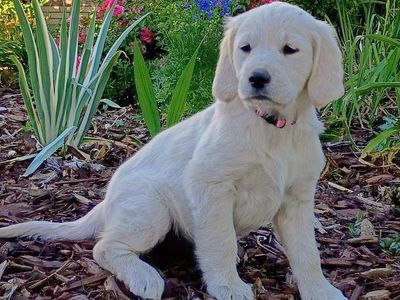 English Cream Golden Retriever Puppies