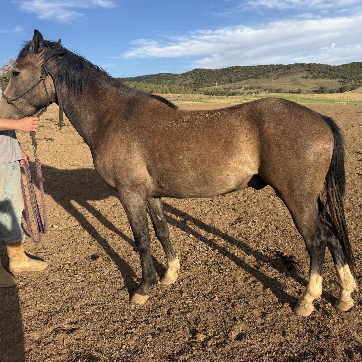 2 year old bay gelding