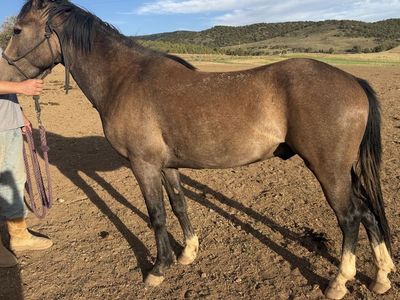 2 year old bay gelding