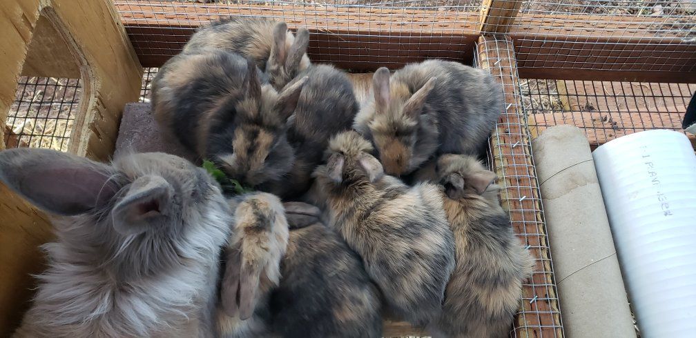 Gorgeous Harlequin Lionheads