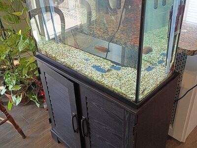 37 Gal Aquarium & Stand