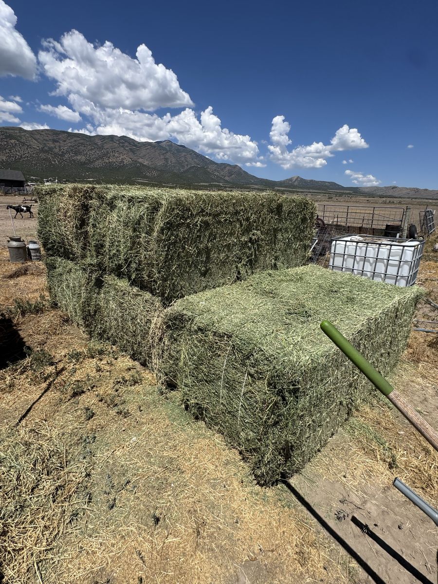 3x4 alfalfa