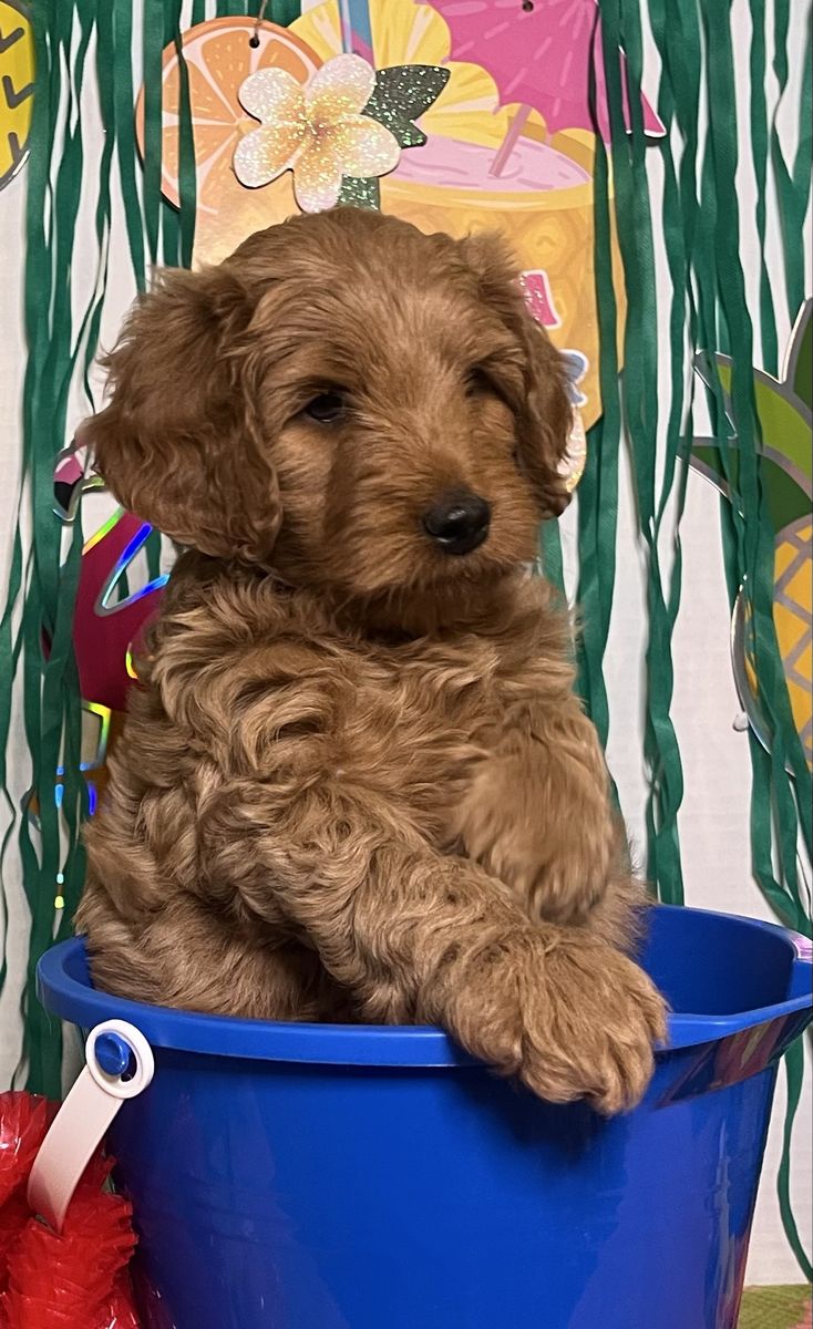 Multi-gen Mini Goldendoodles ready to steal your heart the week of June 18th!