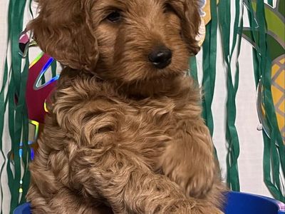 Multi-gen Mini Goldendoodles ready to steal your heart the week of June 18th!