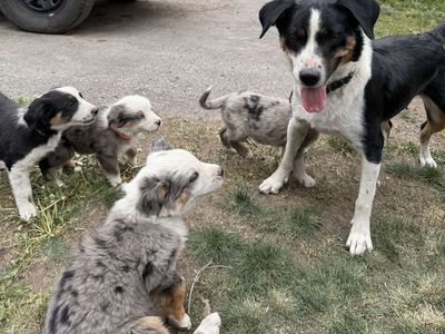 Border collie, Australian Shepherd, puppies