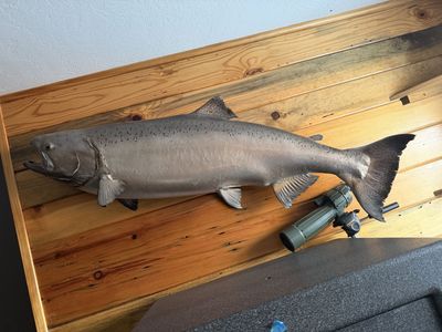 Large Taxidermy Alaskan Salmon Wall Mount Fish Mount