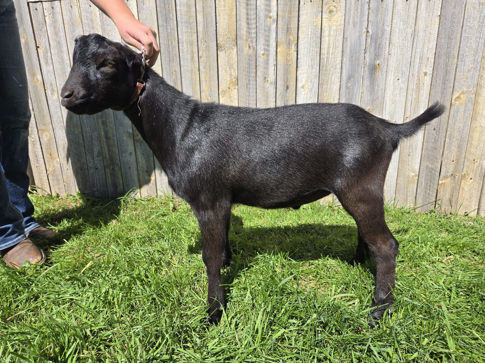 Mini LaMancha Buck