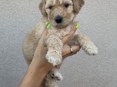 Multigen Medium Goldendoodle Puppies | Home Raised | Health Checked