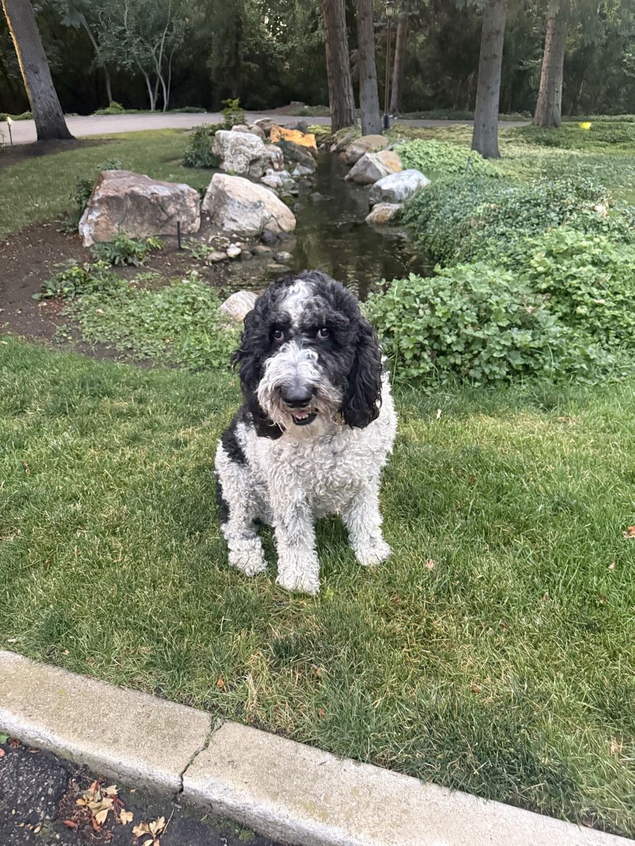 3 Year Old Female Sheepadoodle