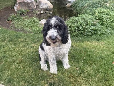 3 Year Old Female Sheepadoodle