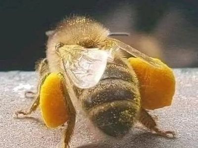 honeybees 5 frame deep nucs