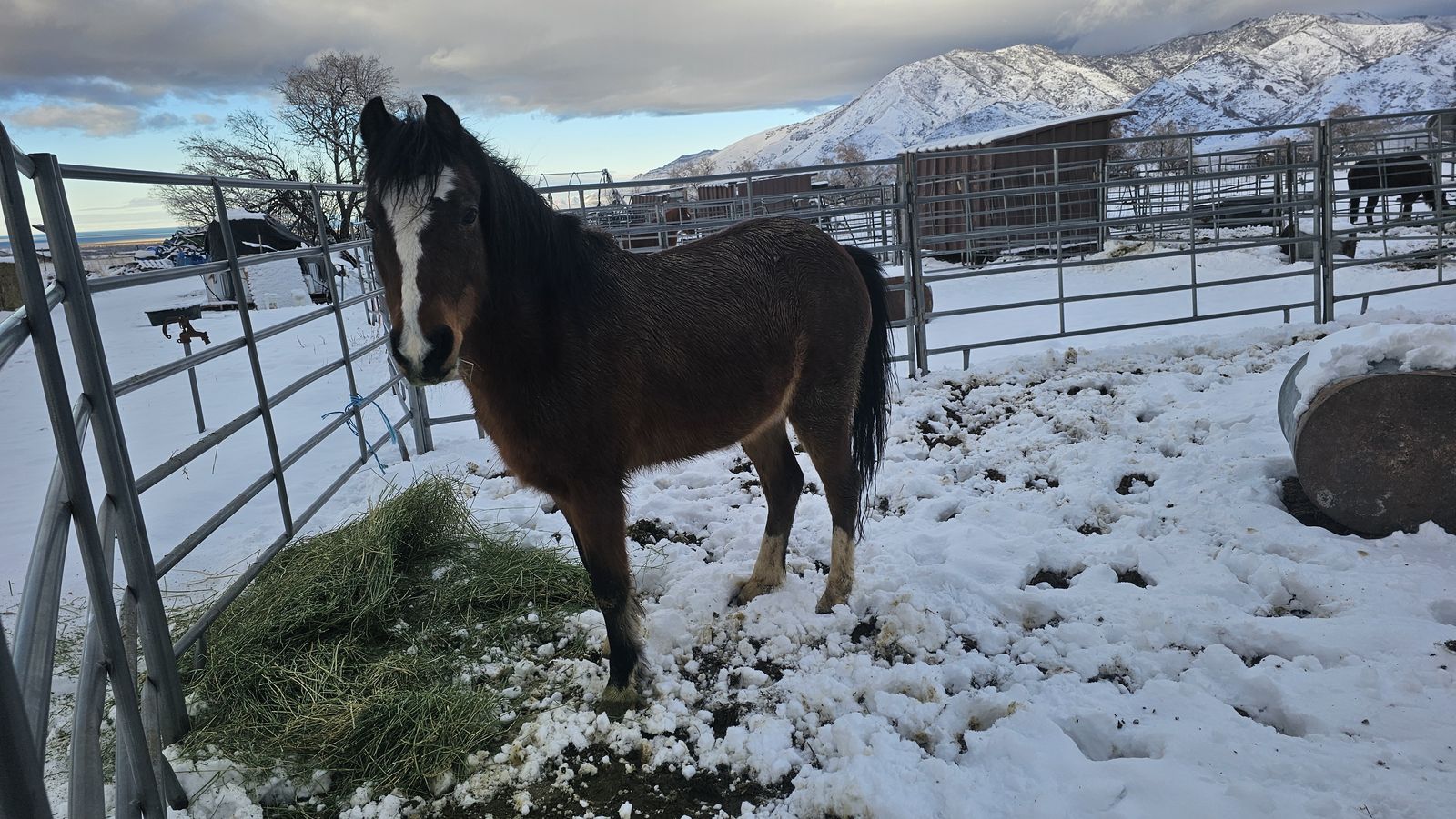 44 inch (11hh) Welch Pony Class A