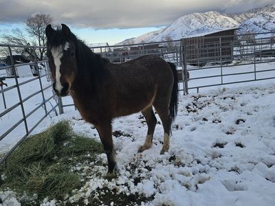 44 inch (11hh) Welch Pony Class A