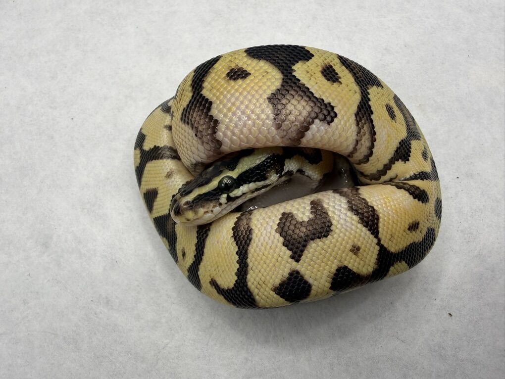 Enchi Spotnose Pastel Het Pied