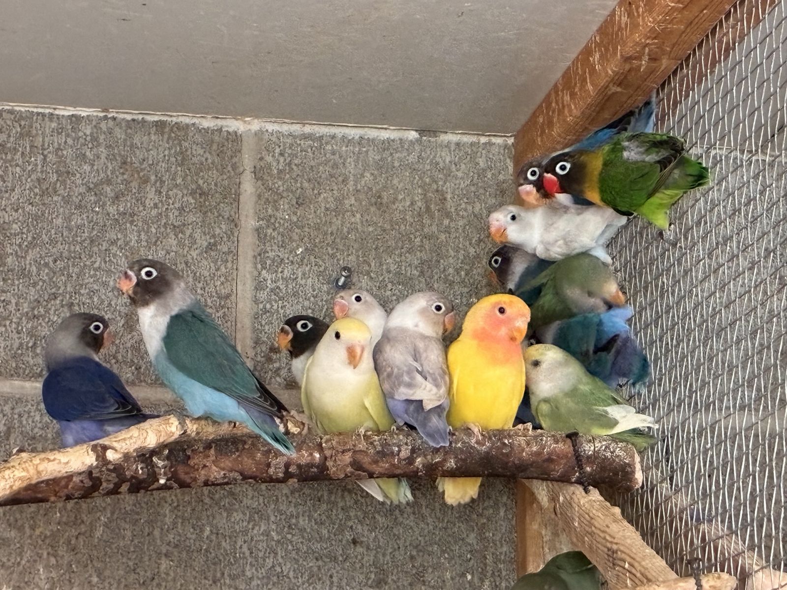 Baby Lovebirds. Lots of Colors.