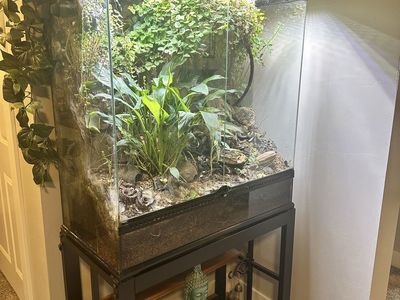 Terrarium 36x18x36 Bioactive