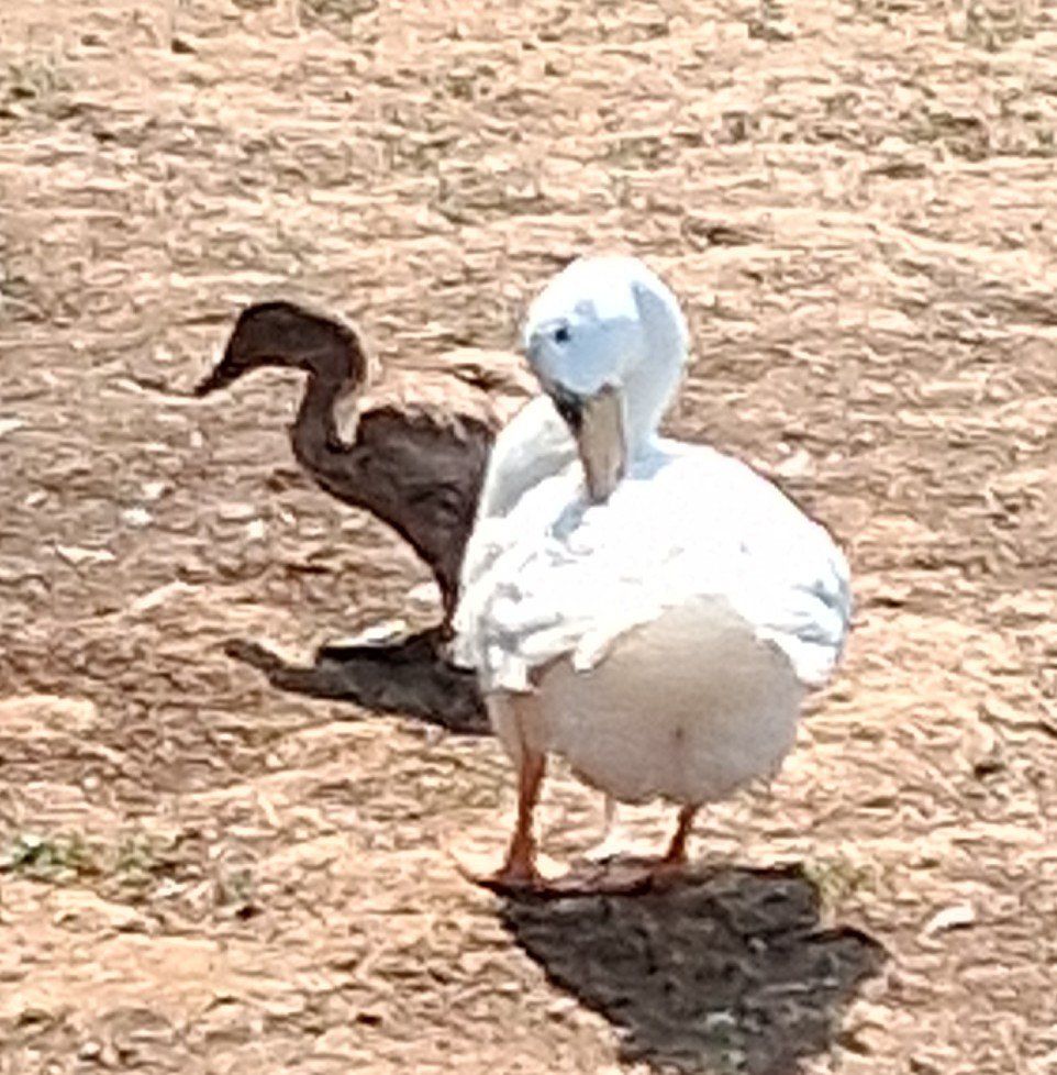 4 ducks