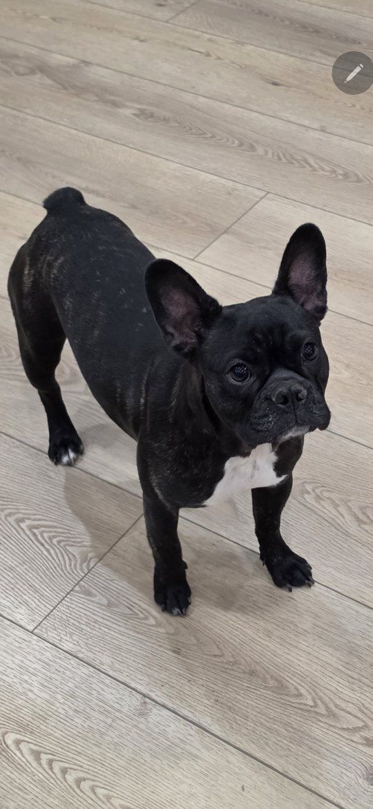 8 month old black brindle Frenchie Boston female