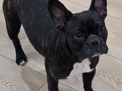8 month old black brindle Frenchie Boston female