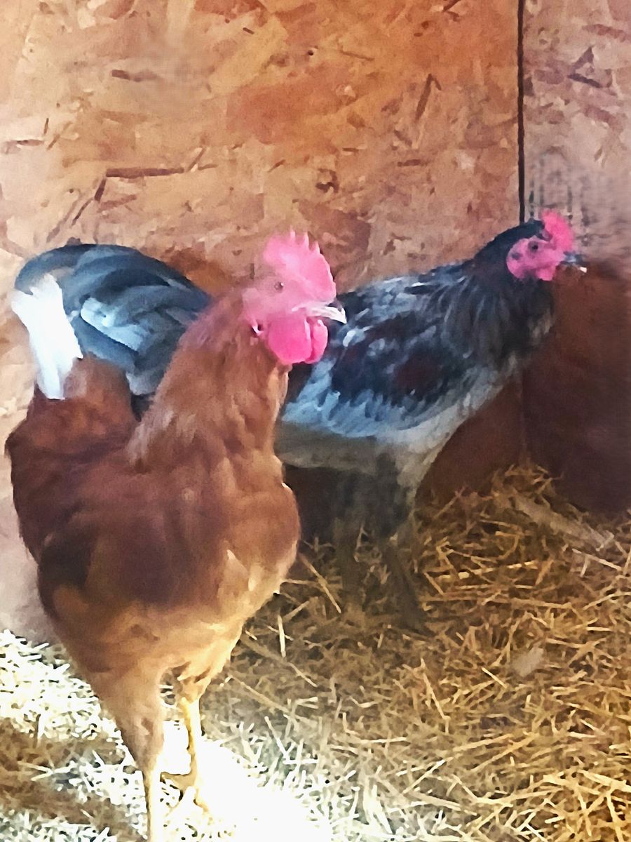 Healthy Roosters, Chickens & Turkeys for Sale