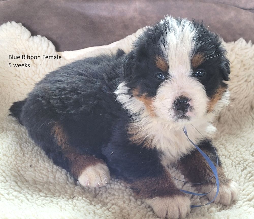 Bernese Mountain Dog Puppies, AKC, European Import Lines