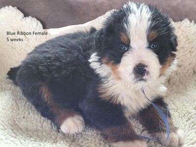 Bernese Mountain Dog Puppies, AKC, European Import Lines