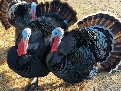 Heritage Turkey Hatching Eggs