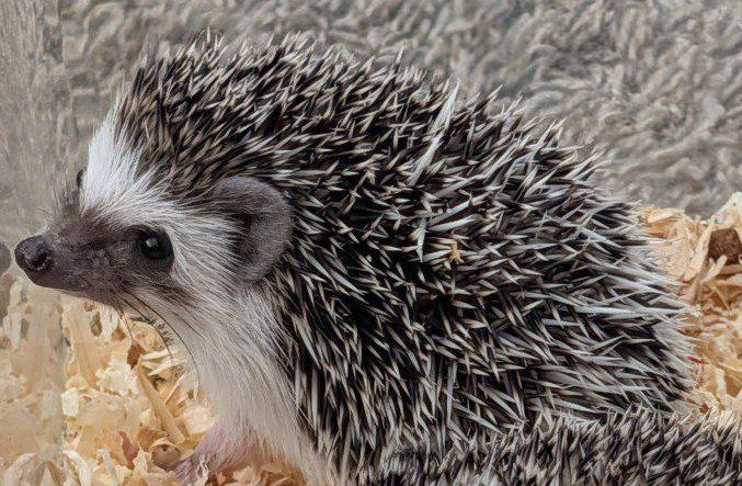 Female Baby Hedgehog "Sage"