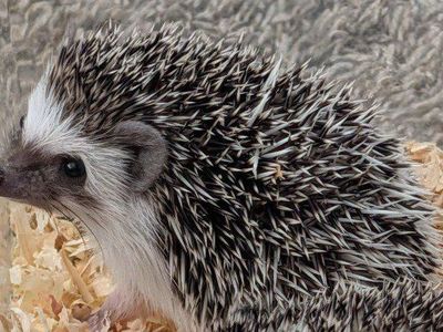 Female Baby Hedgehog "Sage"