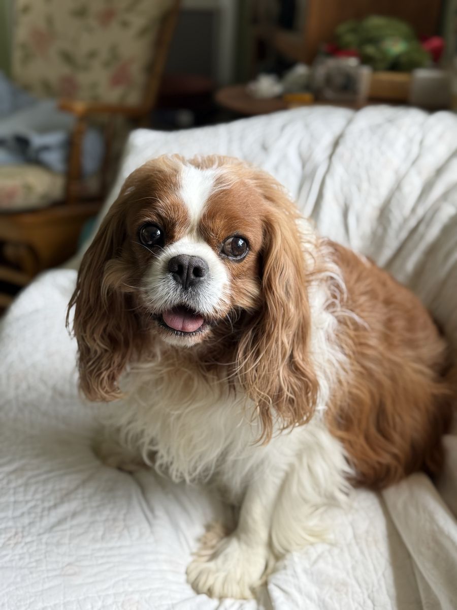 King Charles cavalier