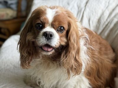 King Charles cavalier