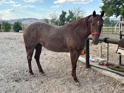 Lena 8 year old aqha quarter horse