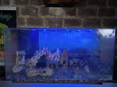 Large fish tank
