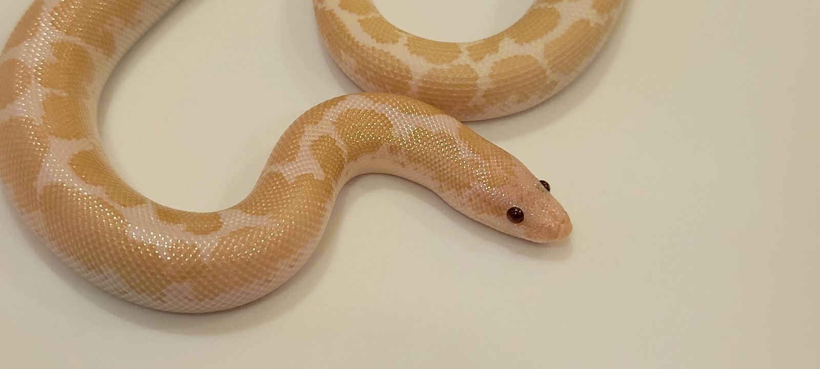 Adorable Baby Female Snow Kenyen Sand Boa