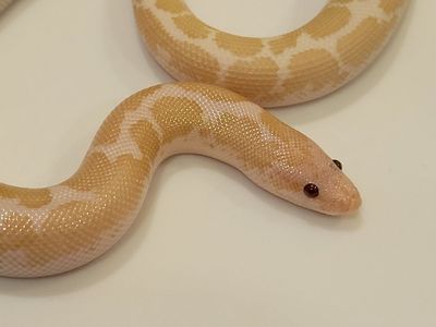 Adorable Baby Female Snow Kenyen Sand Boa