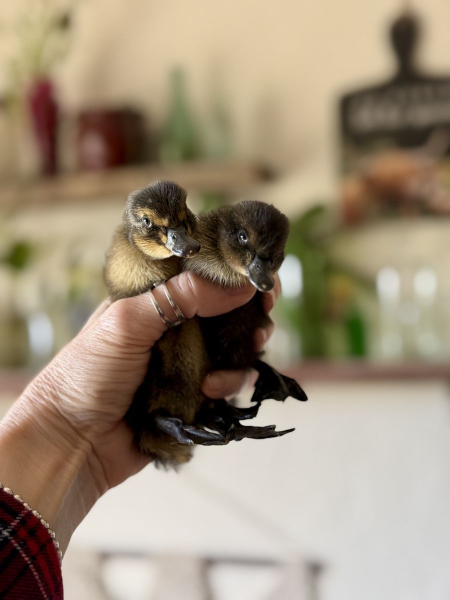 Heritage & Homestead Mix Ducklings - Healthy & Har