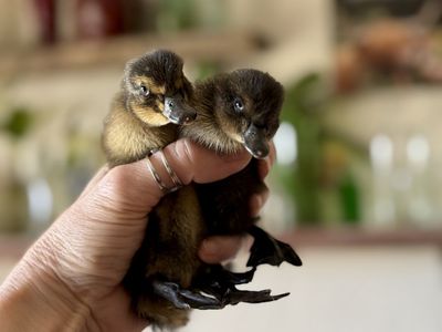 Heritage & Homestead Mix Ducklings - Healthy & Har
