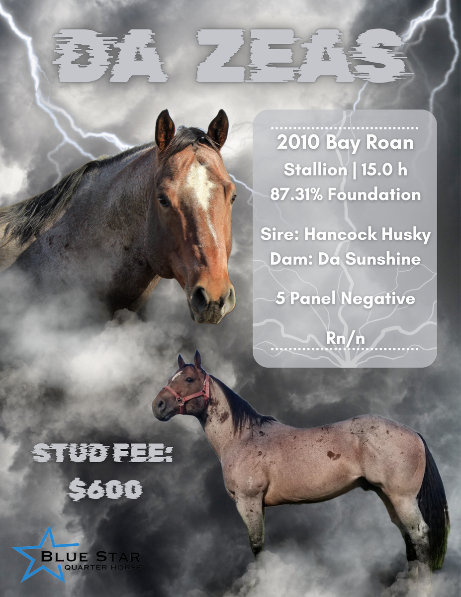 Da Zeas 2010 Bay Roan Stallion