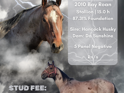 Da Zeas 2010 Bay Roan Stallion