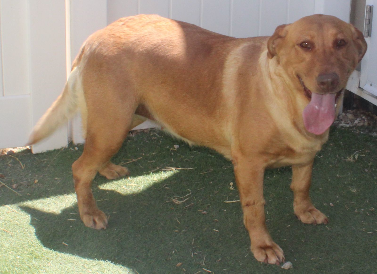 AKC female lab with DNA testing