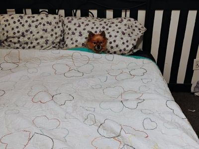 queen frame for sale