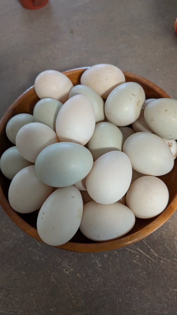 Fresh Duck Eggs