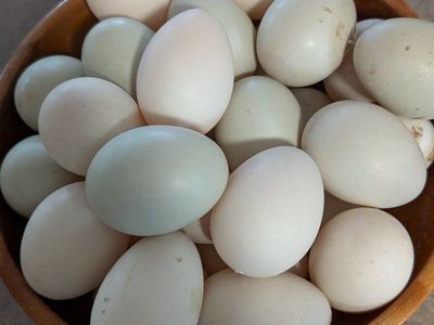 Fresh Duck Eggs