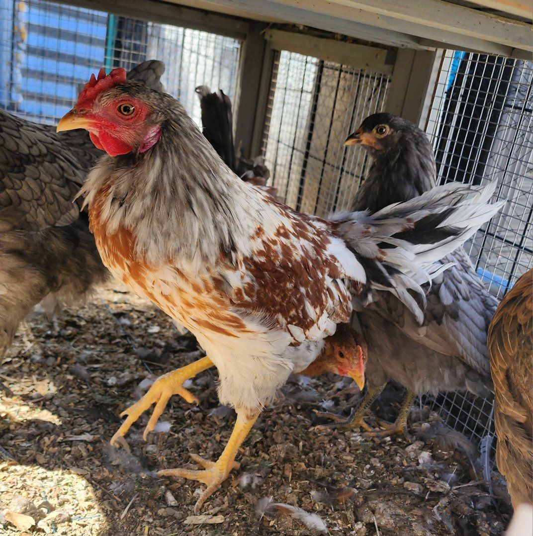 Starlight Green Egger Rooster