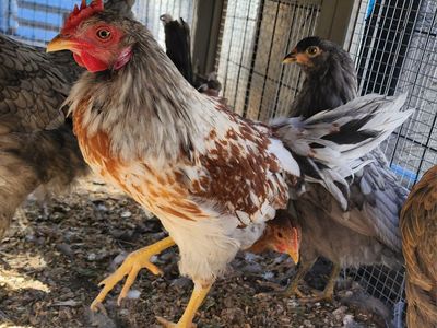Starlight Green Egger Rooster