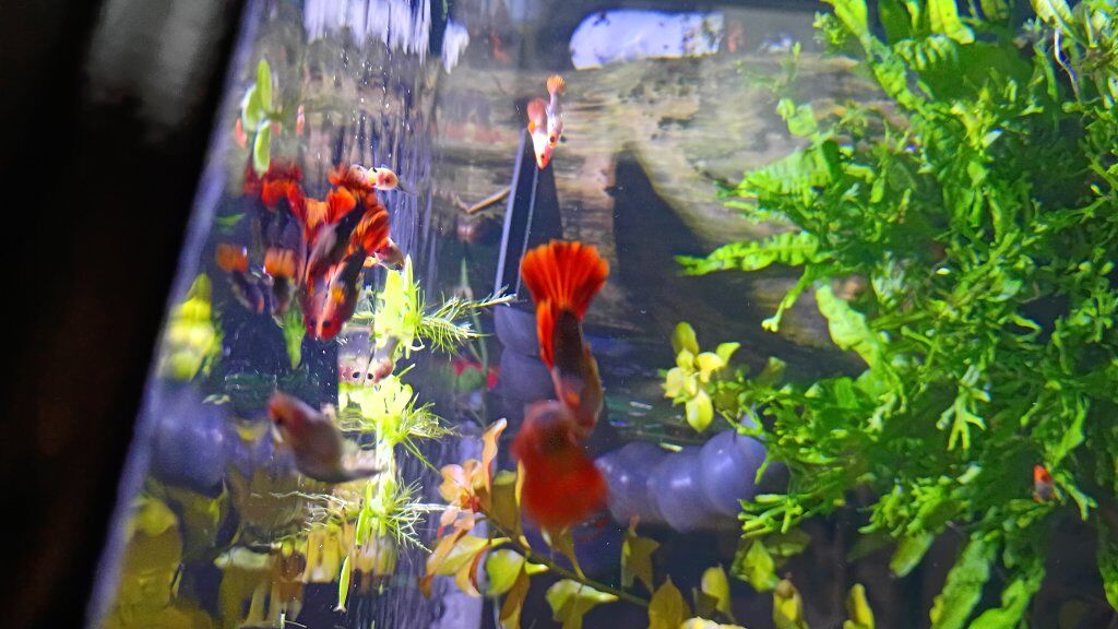koi guppies