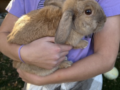 Female Holland Lop Rabbit