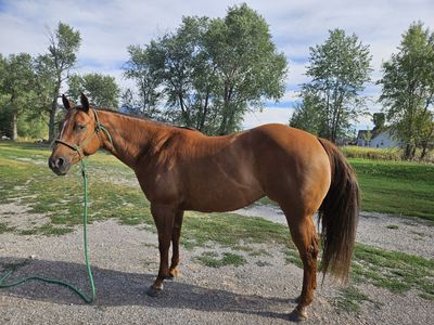 2019 AQHA/APHA Mare