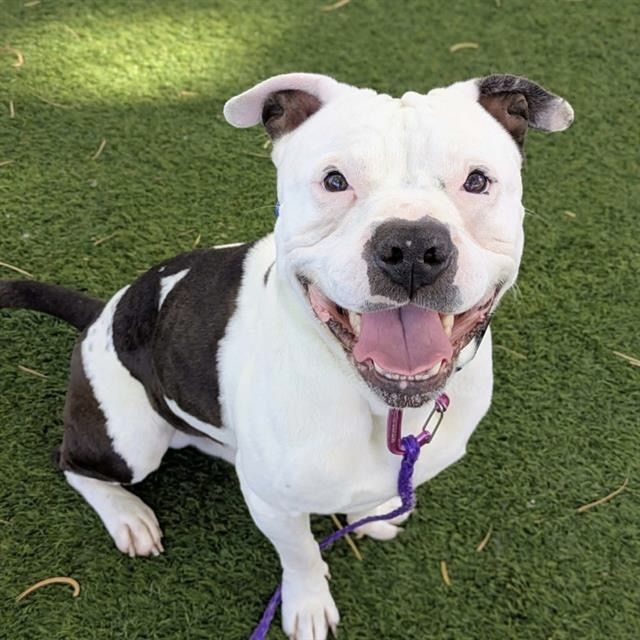 Hello my name is Snacks